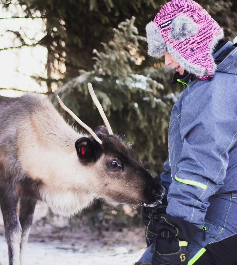 فيلا Beautiful Rural Experience With Reindeer Tervola المظهر الخارجي الصورة