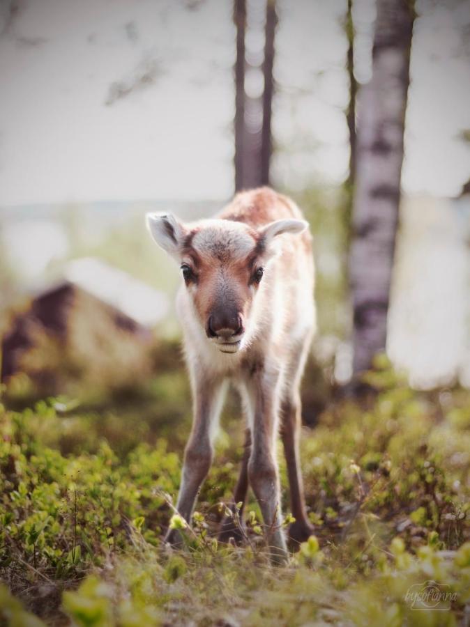 فيلا Beautiful Rural Experience With Reindeer Tervola المظهر الخارجي الصورة
