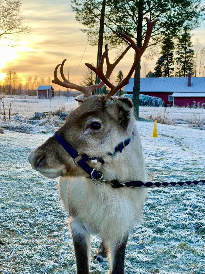 فيلا Beautiful Rural Experience With Reindeer Tervola المظهر الخارجي الصورة