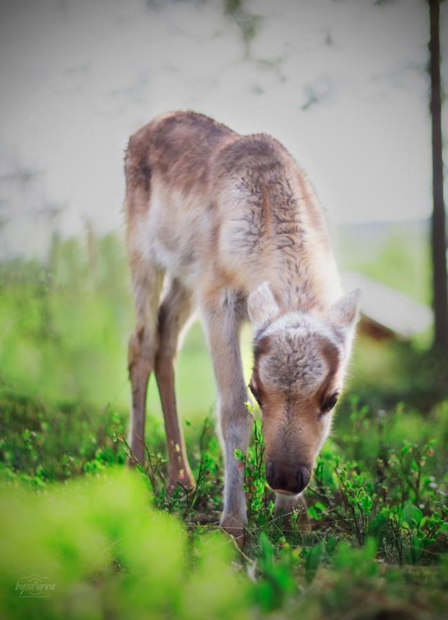 فيلا Beautiful Rural Experience With Reindeer Tervola المظهر الخارجي الصورة